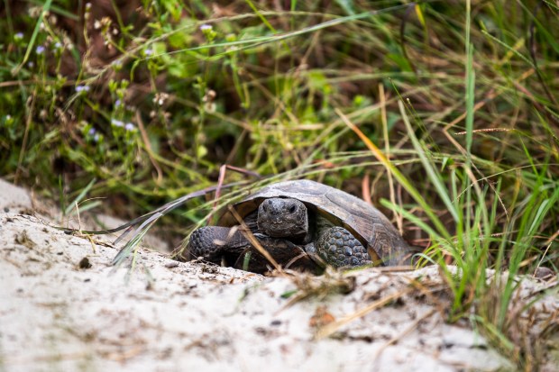 A gopher tortoise pokes its head out of a hole.