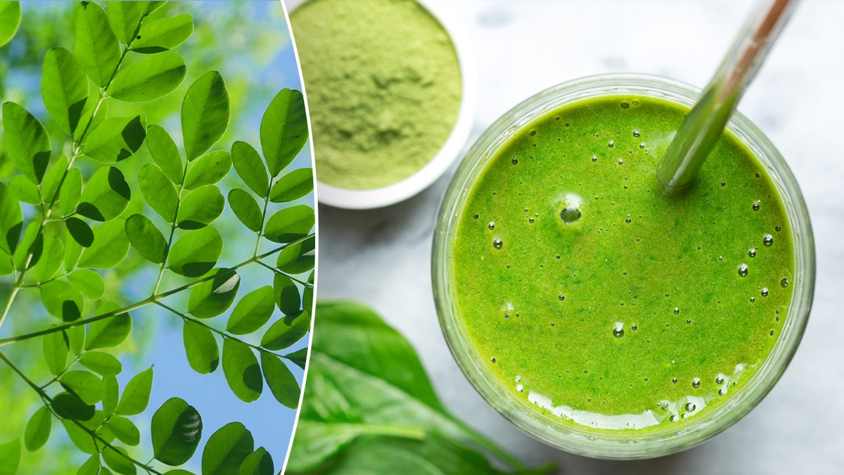 Moringa plant and green smoothie