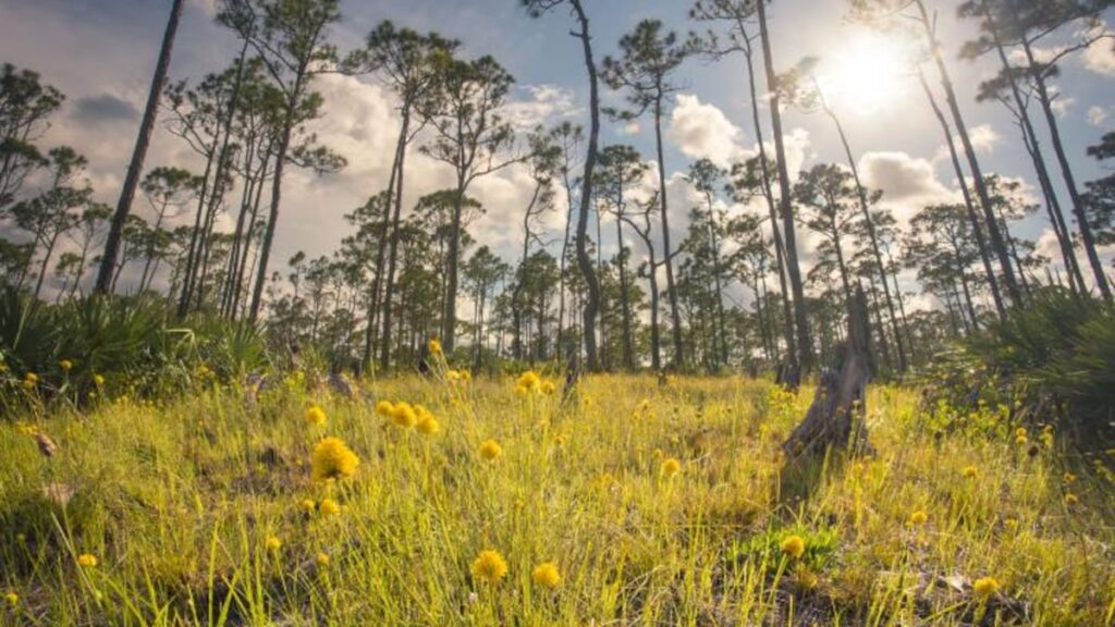 Rubio, Scott call rush of Florida state park golf plan 'crazy'